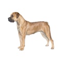 Boerboel dog