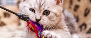 Un chaton jouant avec un jouet baguette