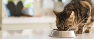 A tabby cat eating from a food bowl