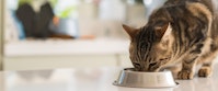 A tabby cat eating from a food bowl