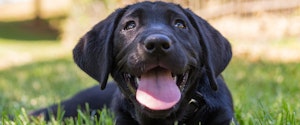 Un chiot noir couché dans l'herbe