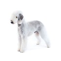 Bedlington Terrier dog