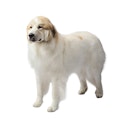 Great Pyrenees dog