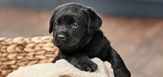 Puppy in a basket 