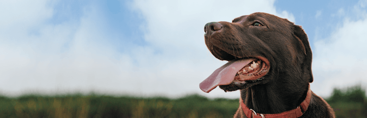 labrador chocolat extérieur