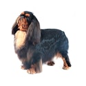 English Toy Spaniel dog