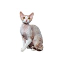 Devon Rex cat