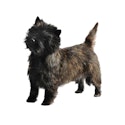 Cairn Terrier dog