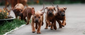 A group of brown puppies running together