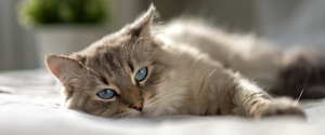 A grey cat with blue eyes looking at the camera