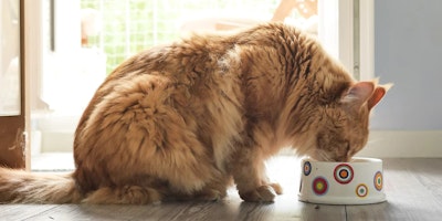 blond cat eating from a cat bowl