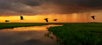 Birds flying over water