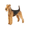 Airedale Terrier dog