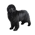 Newfoundland dog