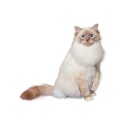 Birman cat