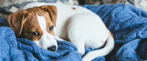 Puppy laying on a blanket