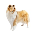 Collie dog