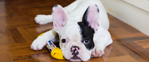 Chiot bouledogue français avec jouet