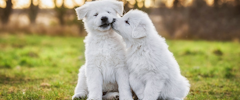 Deux chiots blancs assis à l'extérieur