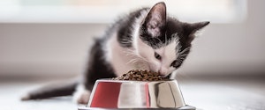 Un chaton noir et blanc mangeant des croquettes