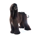 Afghan Hound dog