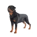 Rottweiler dog