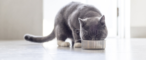 Grey cat eating out of a food bowl