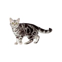 American Shorthair cat