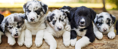 Un groupe de chiots noirs et blancs