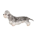 Dandie Dinmont Terrier dog