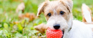 A dog holding a ball in its mouth