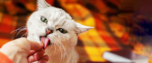 Grey cat licking its owner's hand