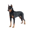 Beauceron dog