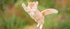 Orange cat jumping