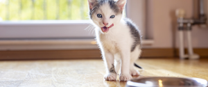 Kitten licking its lips and looking at a food bowl