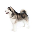 Alaskan Malamute dog