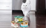 white cat walking towards fancy feast products