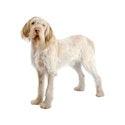 Spinone Italiano dog