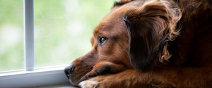 A dog looking out of a window