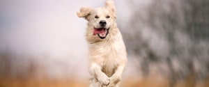 Golden Retriever en cours d'exécution