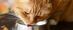 An orange cat licking its food bowl