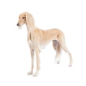 Saluki dog