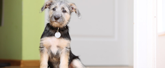 Un chiot beige et noir regardant la caméra