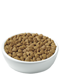 pro-plan-focus-urinary-tract-health-kibble