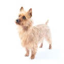 Australian Terrier dog