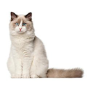 Ragdoll cat