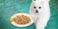 fancy feast medleys cat food