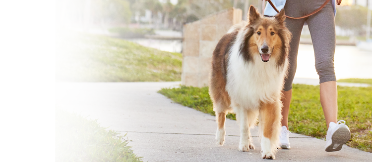 A dog walking on a sidewalk