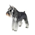 Miniature Schnauzer dog