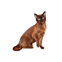 Tonkinese cat